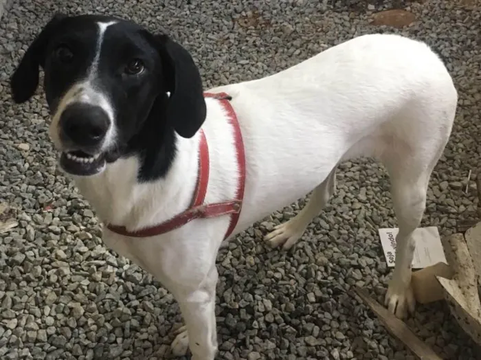 Cachorro ra a SRD idade 7 a 11 meses nome Laika