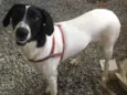 Laika