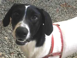 Cachorro raça SRD idade 7 a 11 meses nome Laika