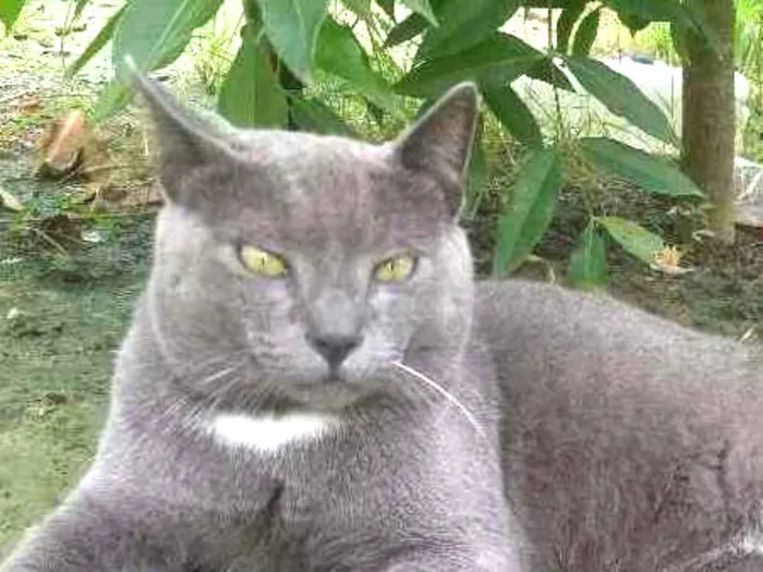 Gato ra a Chartreux idade 2 a 6 meses nome Boris