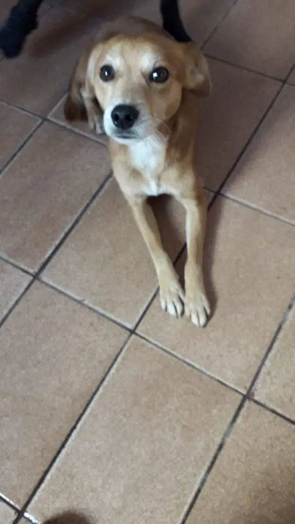 Cachorro ra a SRD idade 1 ano nome Bidu