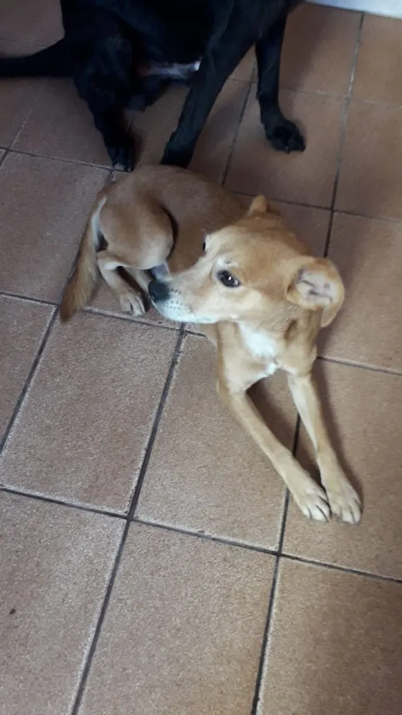 Cachorro ra a SRD idade 1 ano nome Bidu