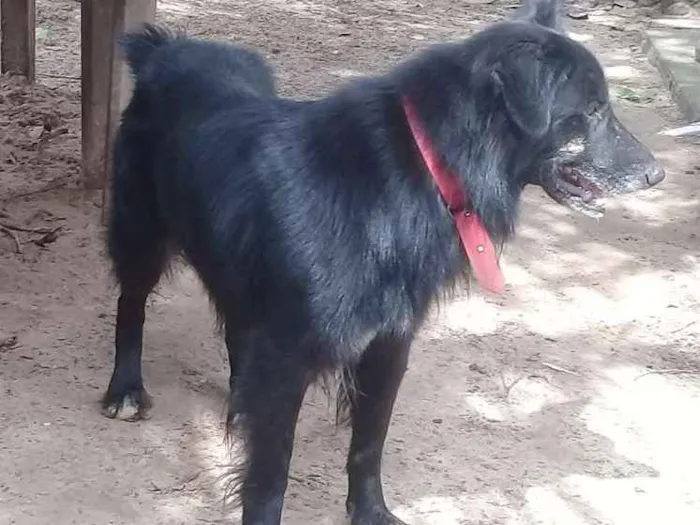 Cachorro raça Não sei idade 2 anos nome Snoop