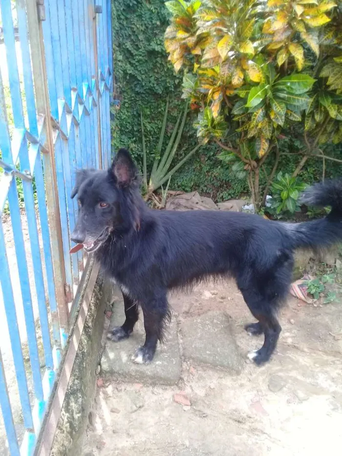 Cachorro raça Não sei idade 2 anos nome Snoop