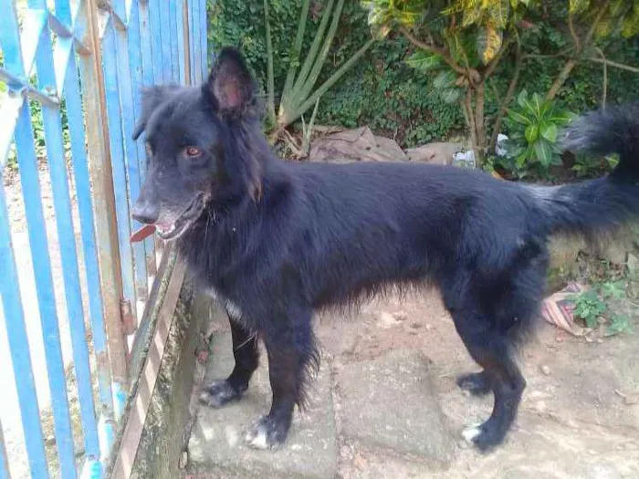 Cachorro raça Não sei idade 2 anos nome Snoop