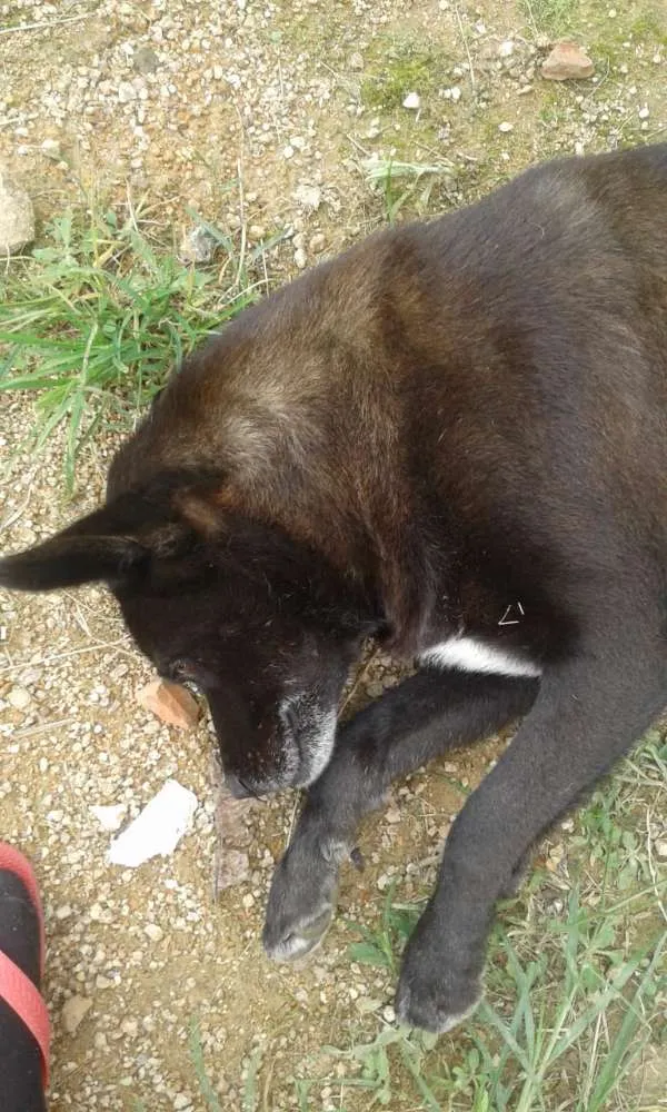 Cachorro ra a  idade 6 ou mais anos nome Nega 