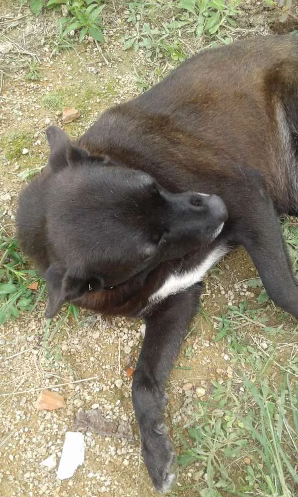 Cachorro ra a  idade 6 ou mais anos nome Nega 