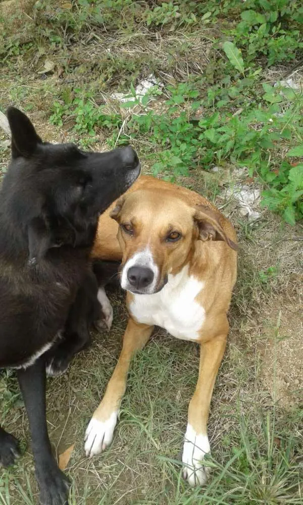 Cachorro ra a  idade 6 ou mais anos nome Nega 