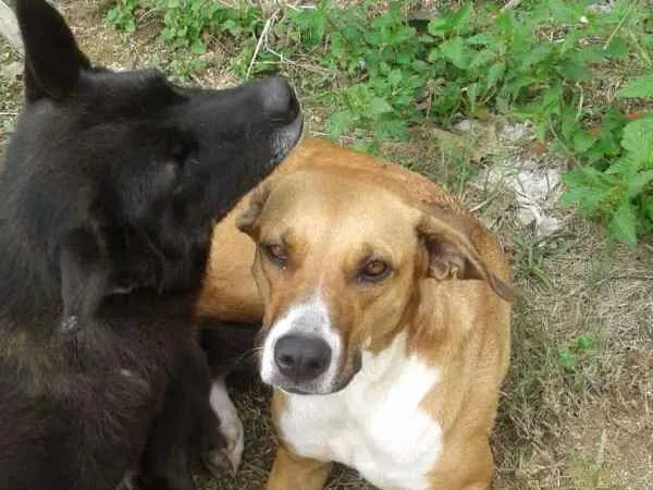 Cachorro ra a  idade 6 ou mais anos nome Nega 