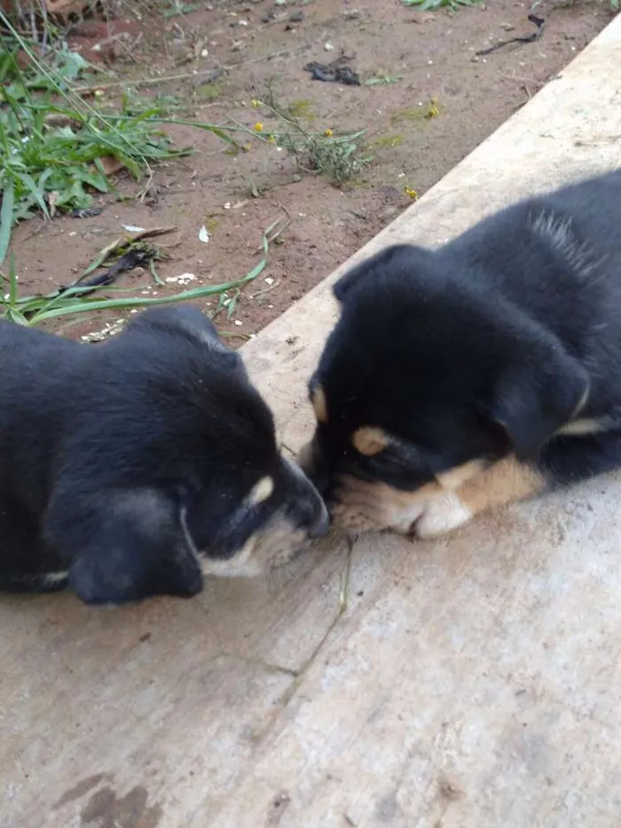 Cachorro ra a Vira lata idade Abaixo de 2 meses nome Spike