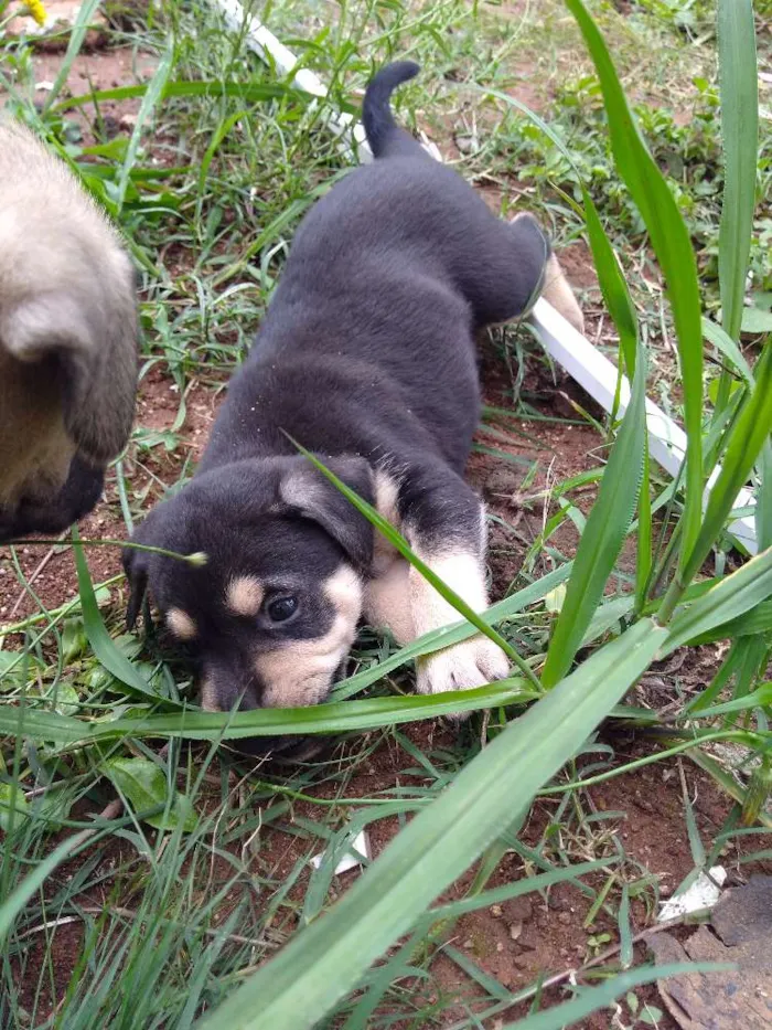 Cachorro ra a Vira lata idade Abaixo de 2 meses nome Spike