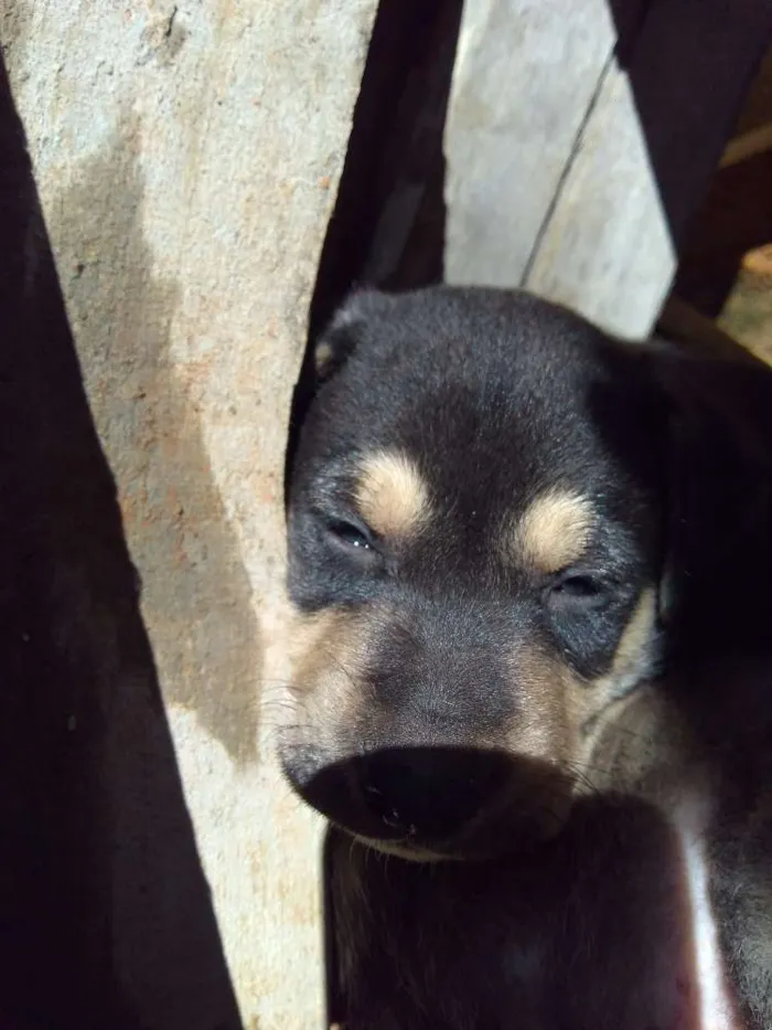Cachorro ra a Vira lata idade Abaixo de 2 meses nome Spike