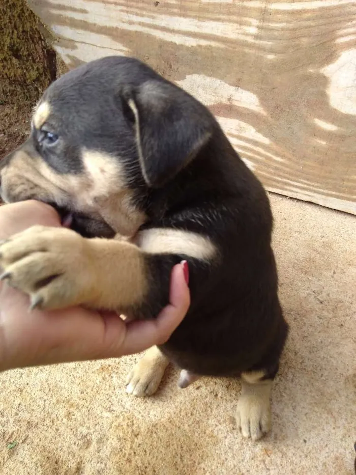 Cachorro ra a Vira lata idade Abaixo de 2 meses nome Spike