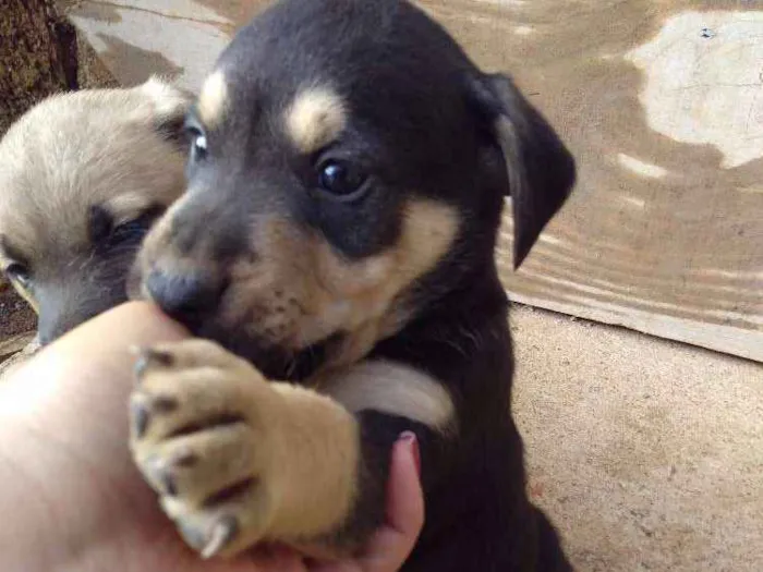 Cachorro ra a Vira lata idade Abaixo de 2 meses nome Spike
