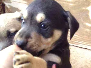 Cachorro raça Vira lata idade Abaixo de 2 meses nome Spike