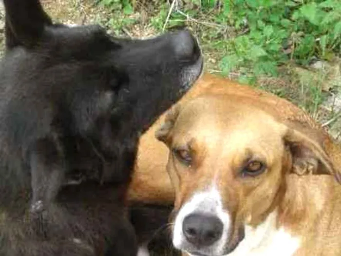 Cachorro ra a  idade 6 ou mais anos nome Nega 