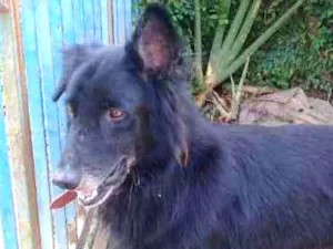 Cachorro raça Não sei idade 2 anos nome Snoop