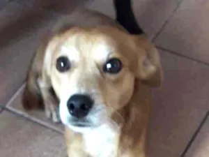 Cachorro raça SRD idade 1 ano nome Bidu