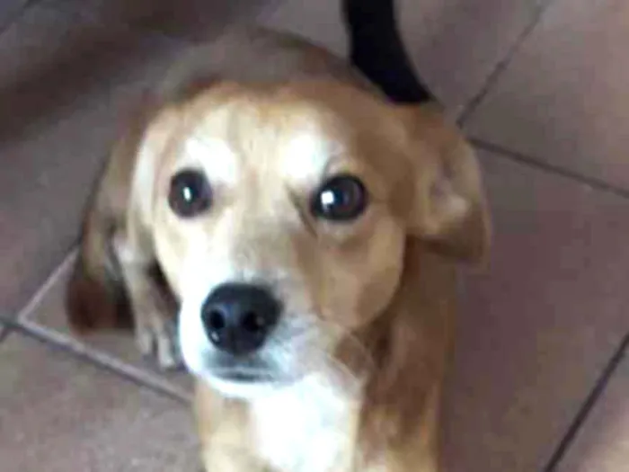 Cachorro ra a SRD idade 1 ano nome Bidu