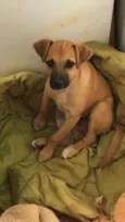 TED
