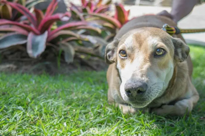 Cachorro ra a Srd idade 2 anos nome Heleno