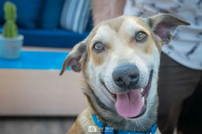 Cachorro ra a Srd idade 2 anos nome Heleno