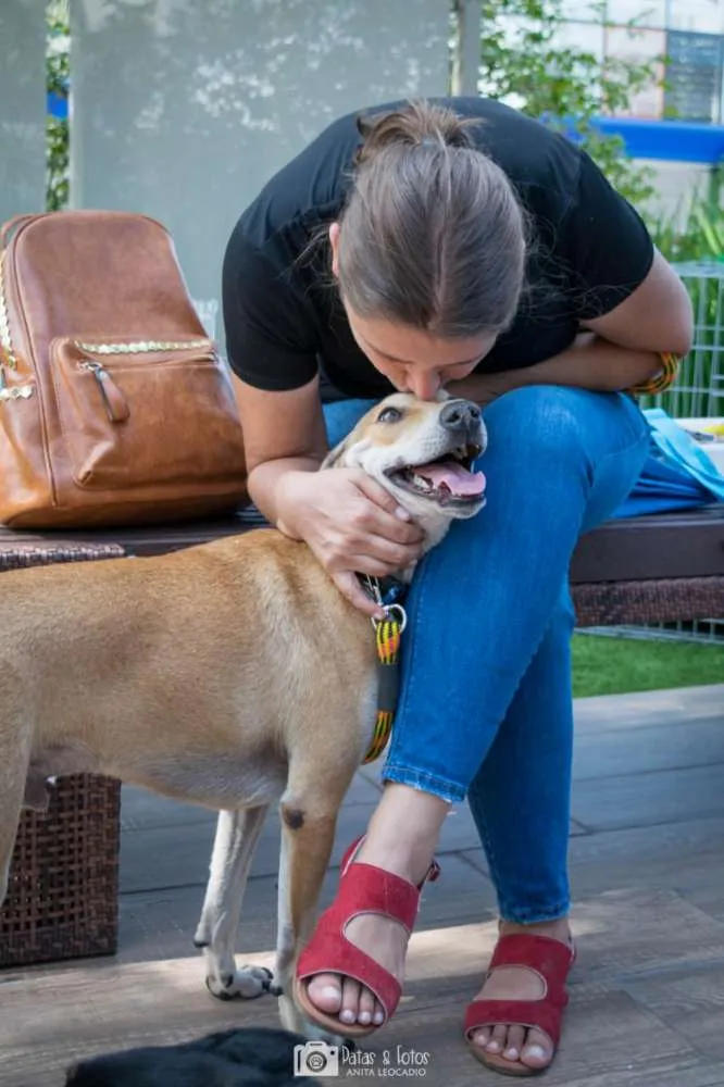Cachorro ra a Srd idade 2 anos nome Heleno