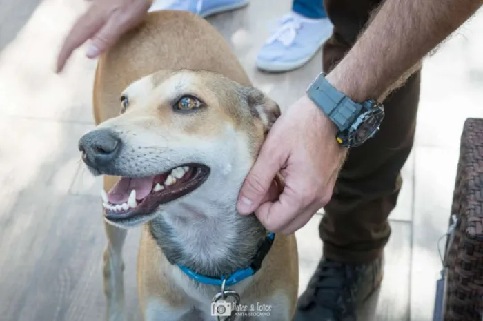 Cachorro ra a Srd idade 2 anos nome Heleno