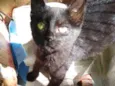 Tetezinha