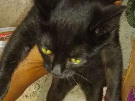 Gato ra a Sem raça definida idade 2 a 6 meses nome Tetezinha