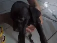 São 7 filhotes 