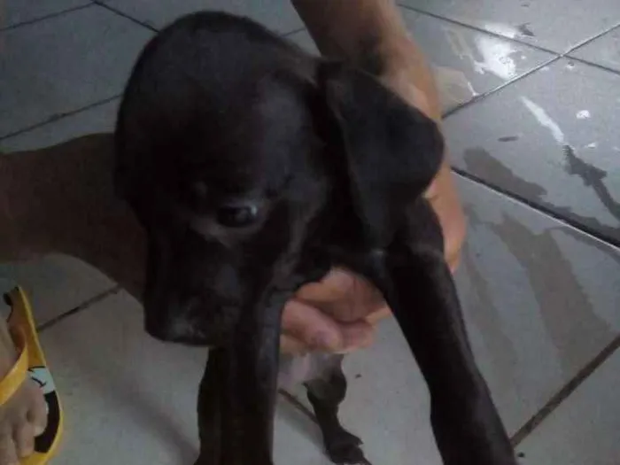 Cachorro ra a Sem raça definida idade 2 a 6 meses nome São 7 filhotes 