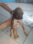 São 7 filhotes 