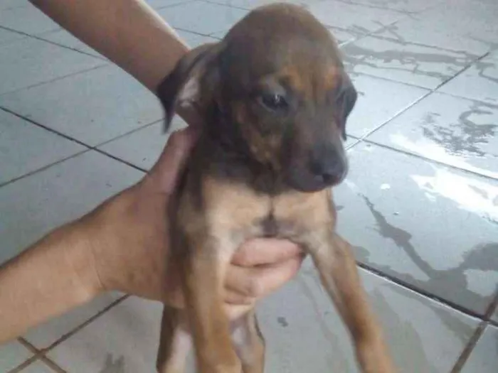 Cachorro ra a Sem raça definida idade 2 a 6 meses nome São 7 filhotes 