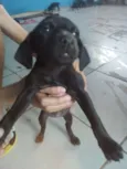 São 7 filhotes 
