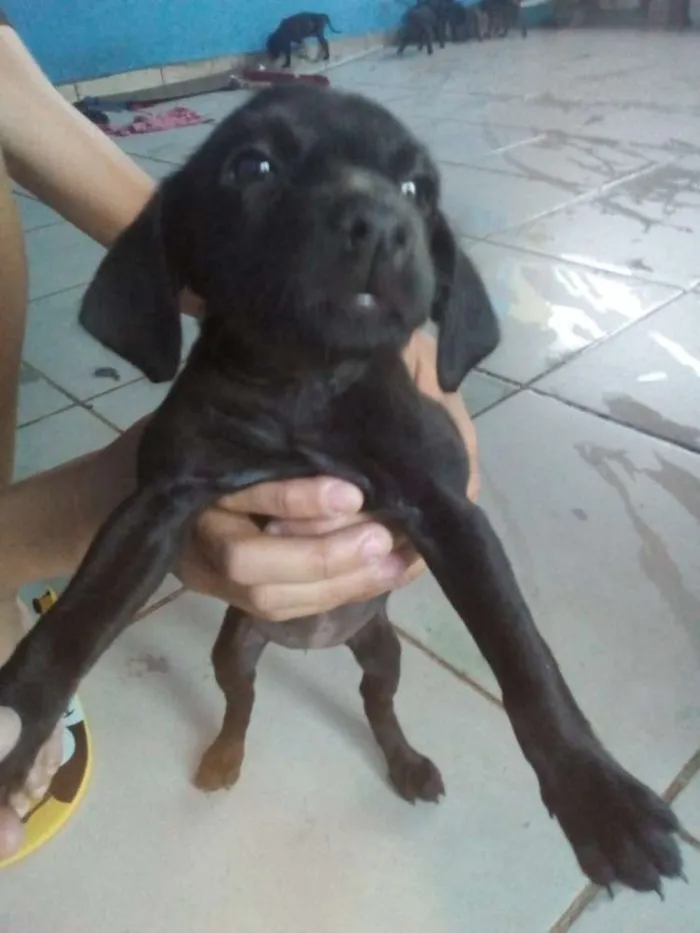 Cachorro ra a Sem raça definida idade 2 a 6 meses nome São 7 filhotes 