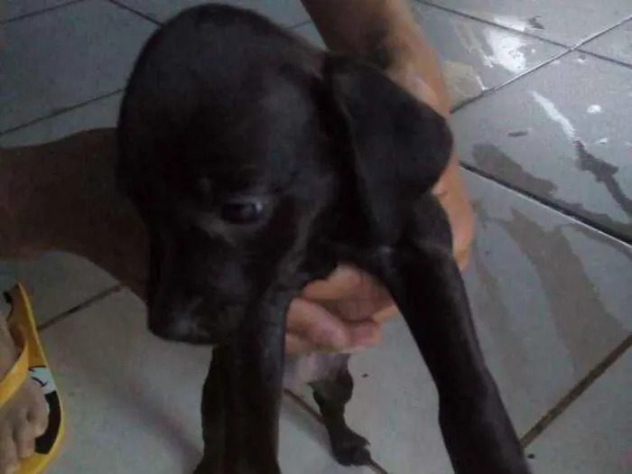Cachorro ra a Sem raça definida idade 2 a 6 meses nome São 7 filhotes 
