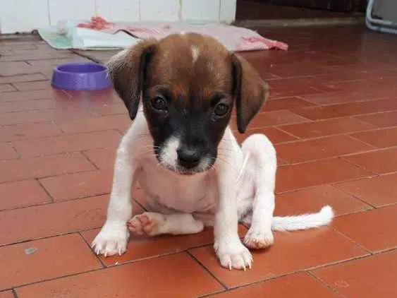 Cachorro raça Indefinida idade Abaixo de 2 meses nome Xélounal