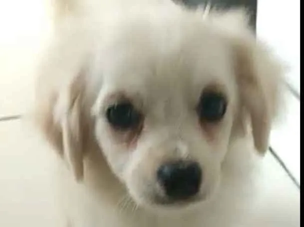 Cachorro ra a Lhasa Apso (Mestiço) idade 2 a 6 meses nome Nick