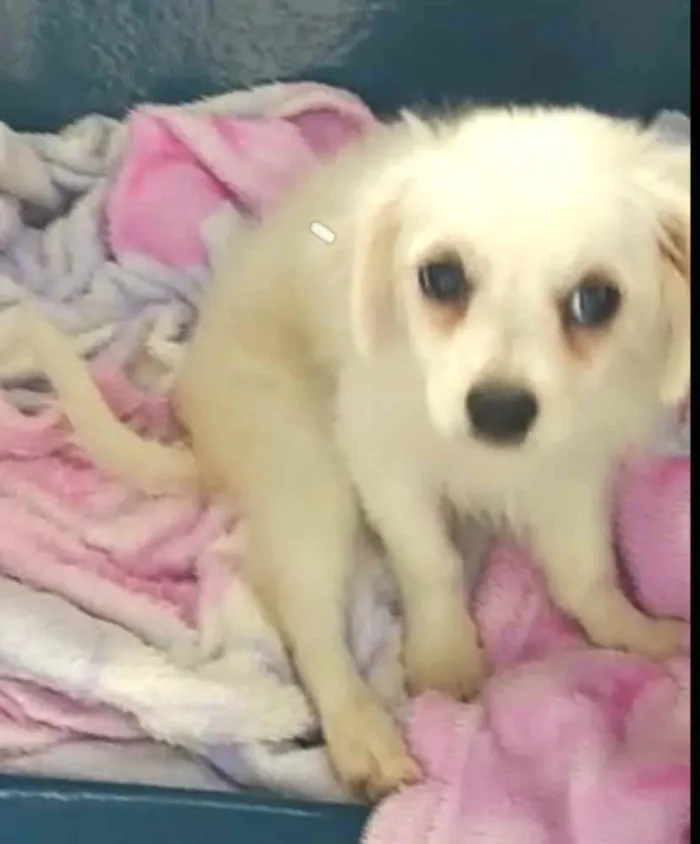 Cachorro ra a Lhasa Apso (Mestiço) idade 2 a 6 meses nome Nick