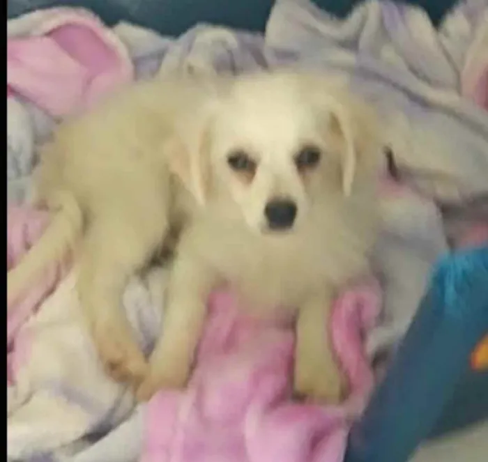 Cachorro ra a Lhasa Apso (Mestiço) idade 2 a 6 meses nome Nick