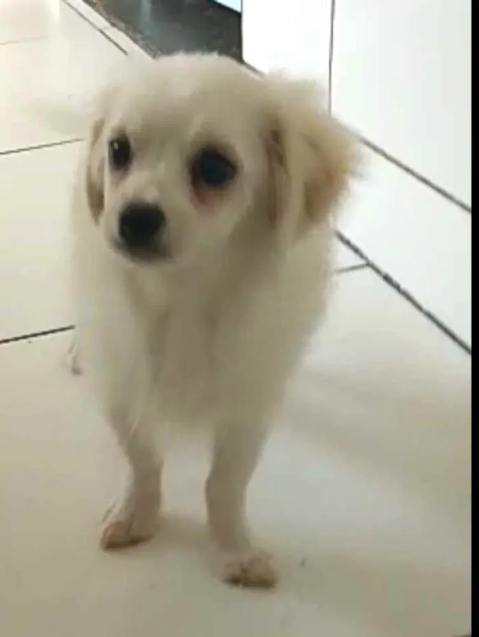 Cachorro ra a Lhasa Apso (Mestiço) idade 2 a 6 meses nome Nick