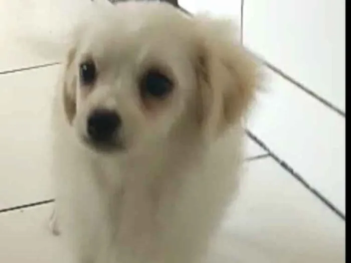 Cachorro ra a Lhasa Apso (Mestiço) idade 2 a 6 meses nome Nick