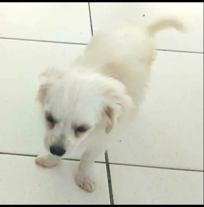 Cachorro ra a Lhasa Apso (Mestiço) idade 2 a 6 meses nome Nick