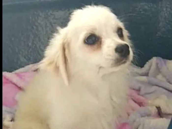 Cachorro ra a Lhasa Apso (Mestiço) idade 2 a 6 meses nome Nick