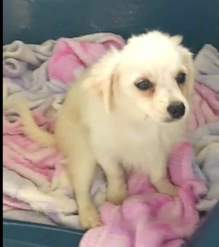 Cachorro ra a Lhasa Apso (Mestiço) idade 2 a 6 meses nome Nick