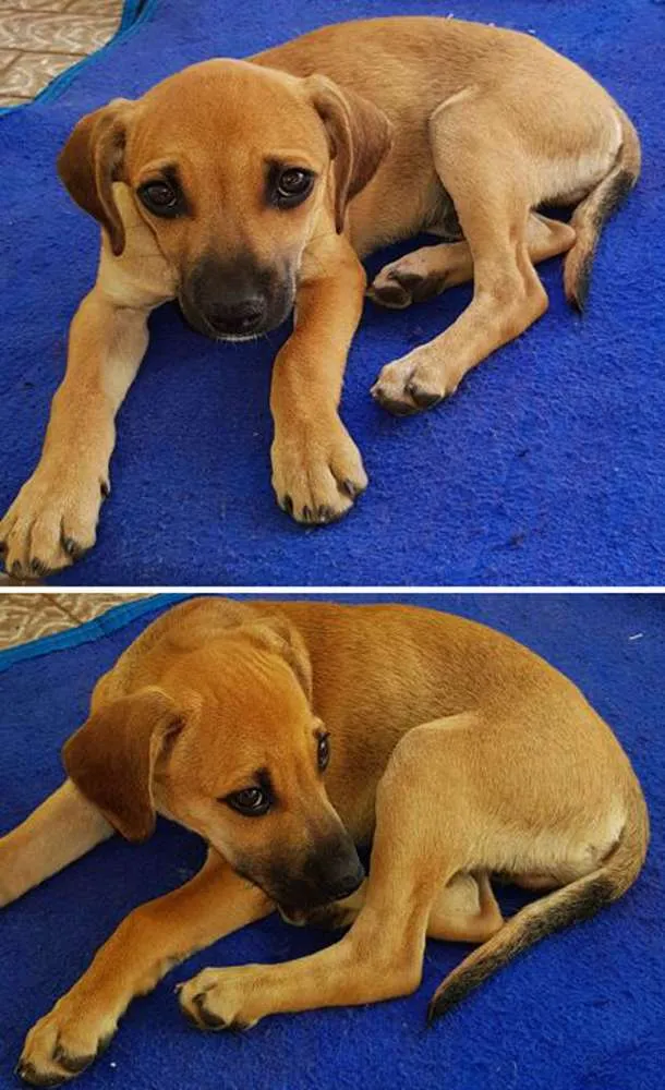 Cachorro raça Vira-lata idade 2 a 6 meses nome Sem nome