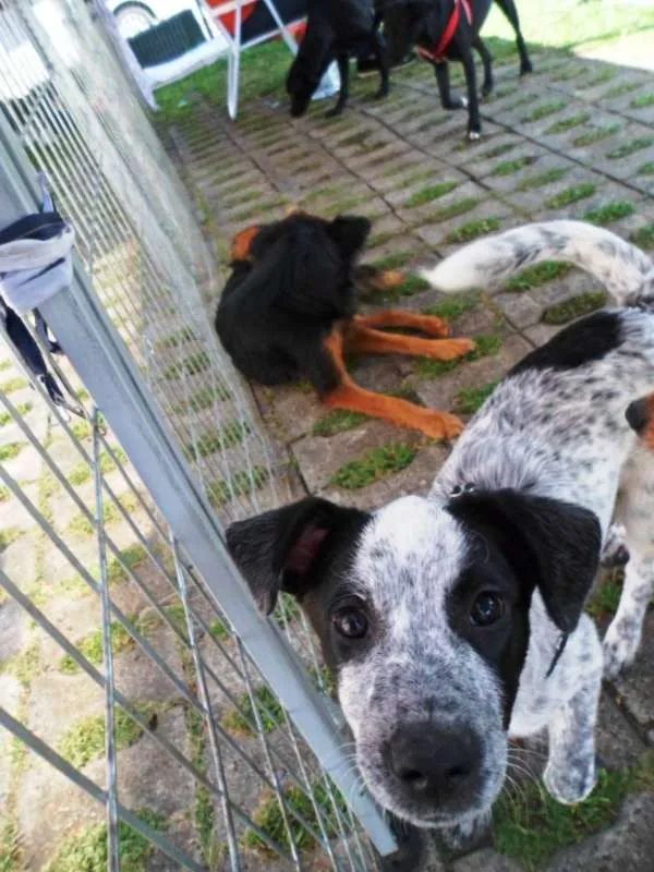 Cachorro ra a SRD idade 2 a 6 meses nome Thanos