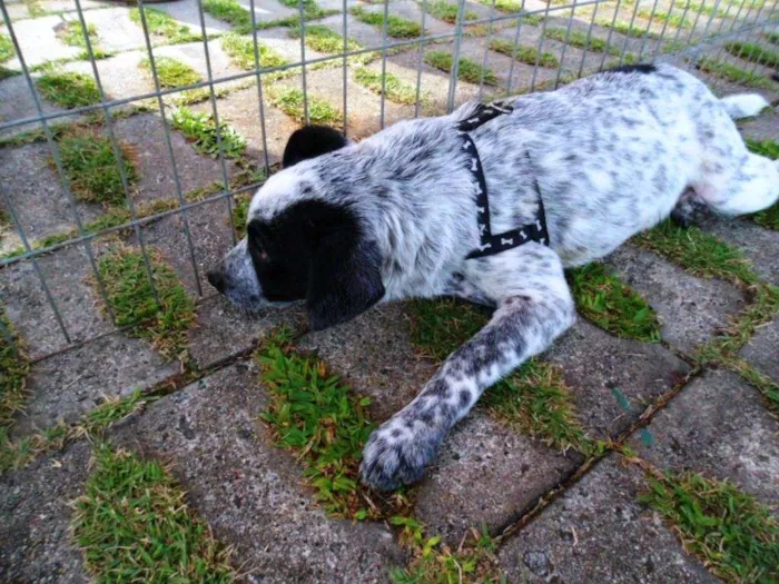 Cachorro ra a SRD idade 2 a 6 meses nome Thanos