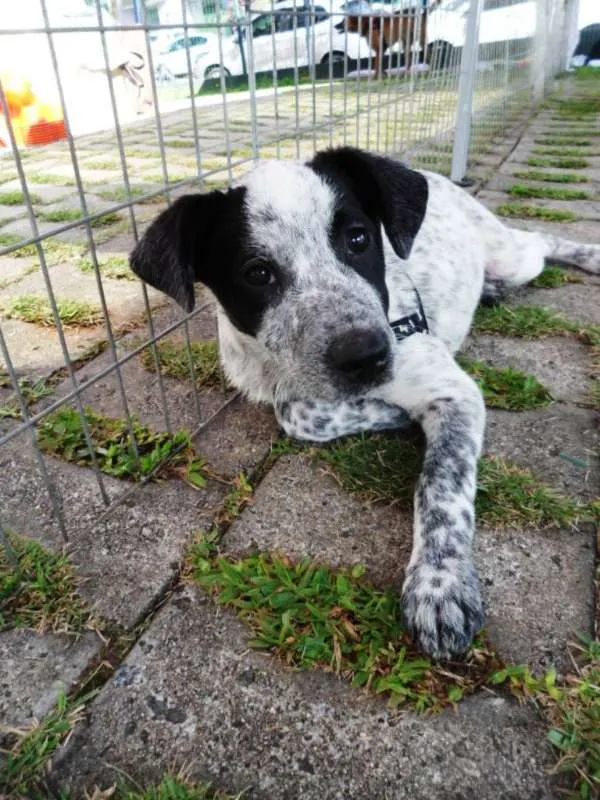 Cachorro ra a SRD idade 2 a 6 meses nome Thanos
